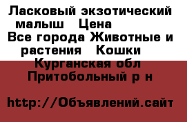 Ласковый экзотический малыш › Цена ­ 25 000 - Все города Животные и растения » Кошки   . Курганская обл.,Притобольный р-н